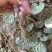 虎耳草野生中药材基地直供现挖现发新鲜批发虎耳草