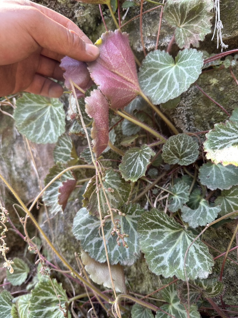 虎耳草野生中药材基地直供现挖现发新鲜批发虎耳草