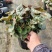 虎耳草野生中药材基地直供现挖现发新鲜批发虎耳草
