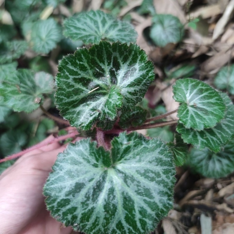 虎耳草野生中药材基地直供现挖现发新鲜批发虎耳草