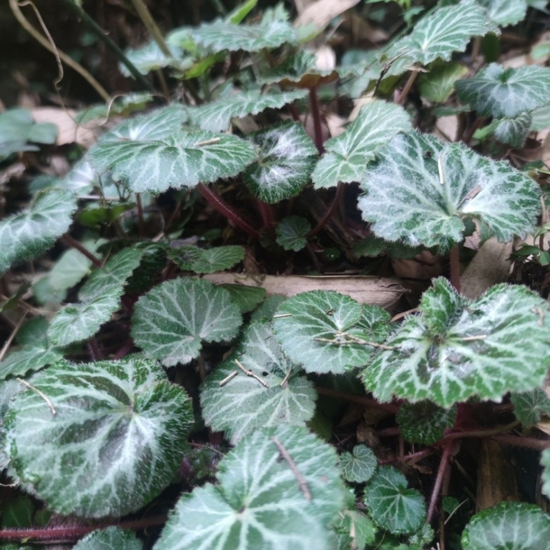 虎耳草野生中药材基地直供现挖现发新鲜批发虎耳草
