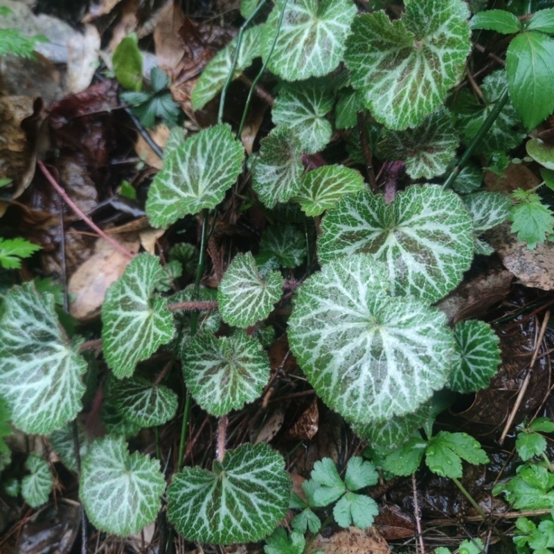 虎耳草野生中药材基地直供现挖现发新鲜批发虎耳草