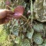 虎耳草野生中药材基地直供现挖现发新鲜批发虎耳草
