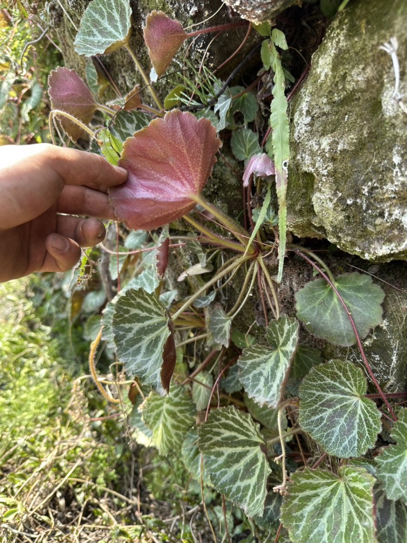 虎耳草野生中药材基地直供现挖现发新鲜批发虎耳草