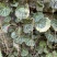 虎耳草野生中药材基地直供现挖现发新鲜批发虎耳草