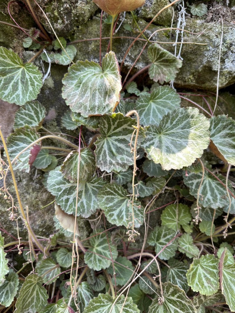 虎耳草野生中药材基地直供现挖现发新鲜批发虎耳草