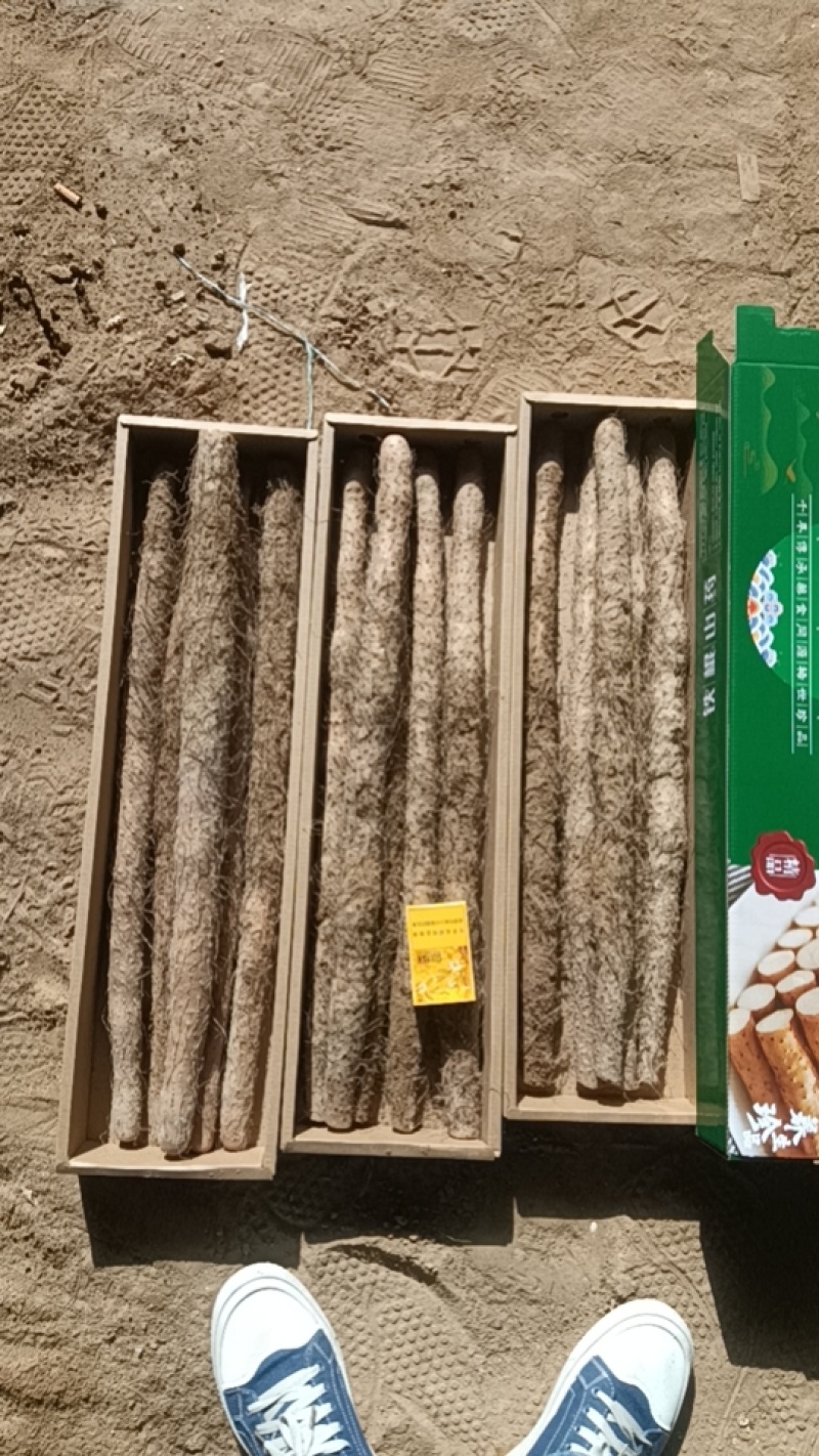 铁棍山药