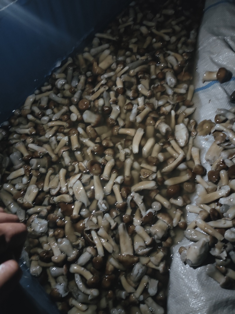 赤松茸盐水菇大量供应产地直发诚信经信量大从优