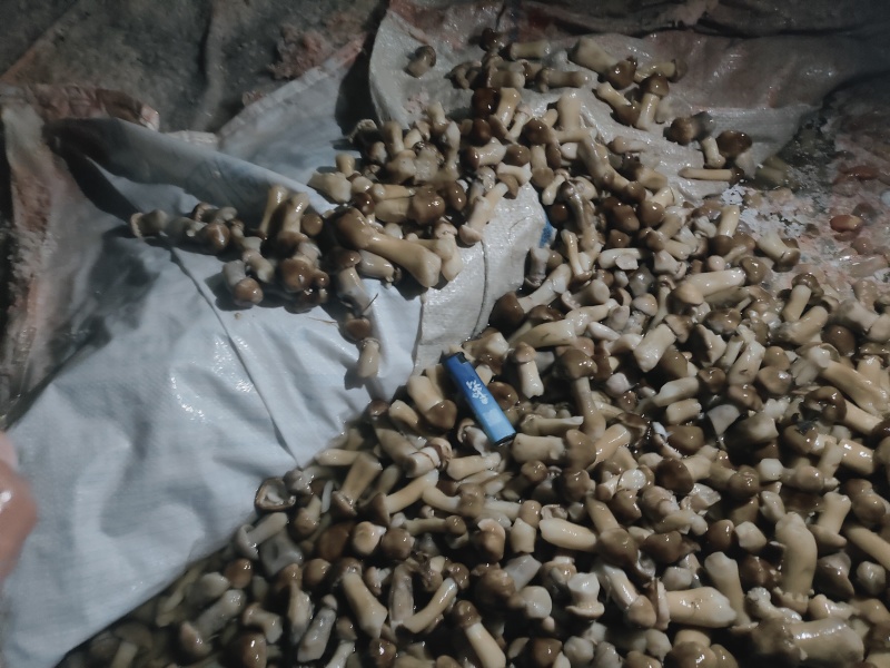 赤松茸盐水菇大量供应产地直发诚信经信量大从优