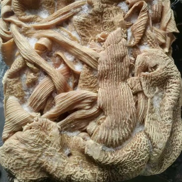 牛大肠