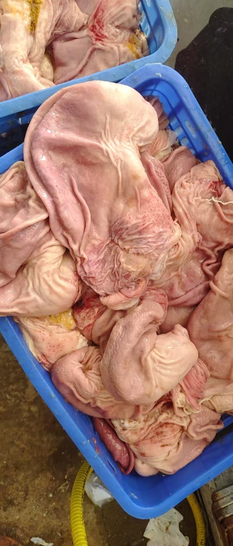14一16个纯干修油猪肚