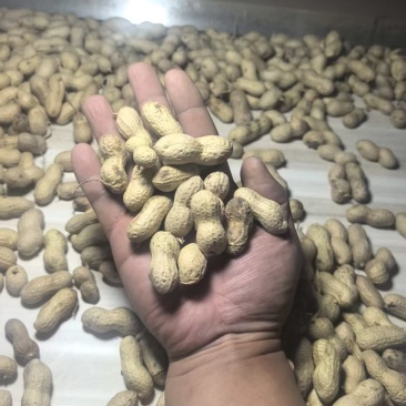 精选黑花生果