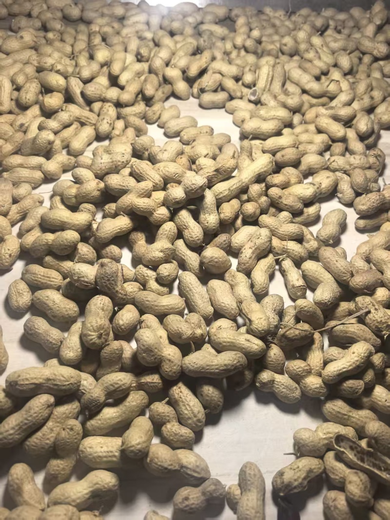 精选黑花生果