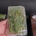 大棚反季节种植香椿芽儿基地直供