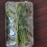 大棚反季节种植香椿芽儿基地直供