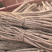 精品红芪