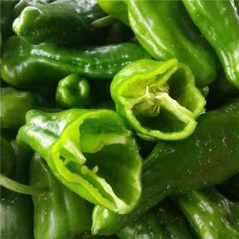 【推荐】精品苏椒大量有货，品质保证，可全国各地发货