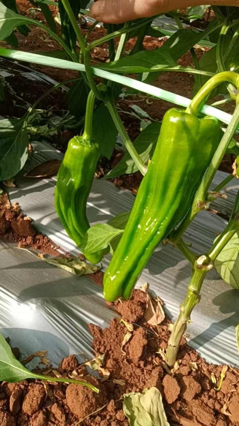 【推荐】精品苏椒大量有货，品质保证，可全国各地发货