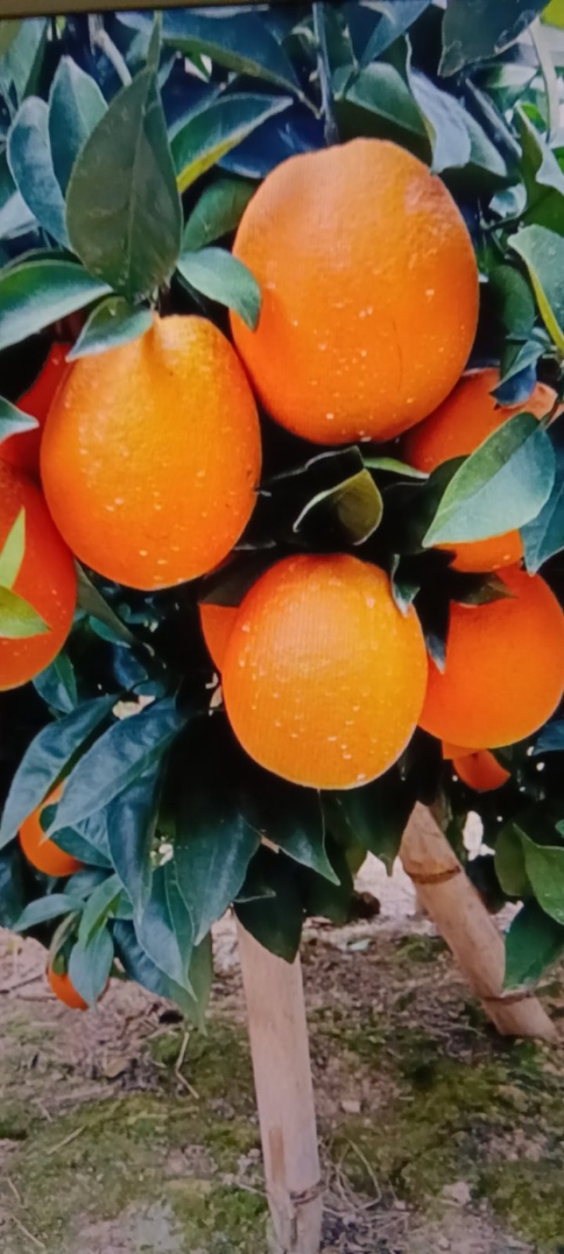 脐橙