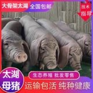 原种太湖母猪