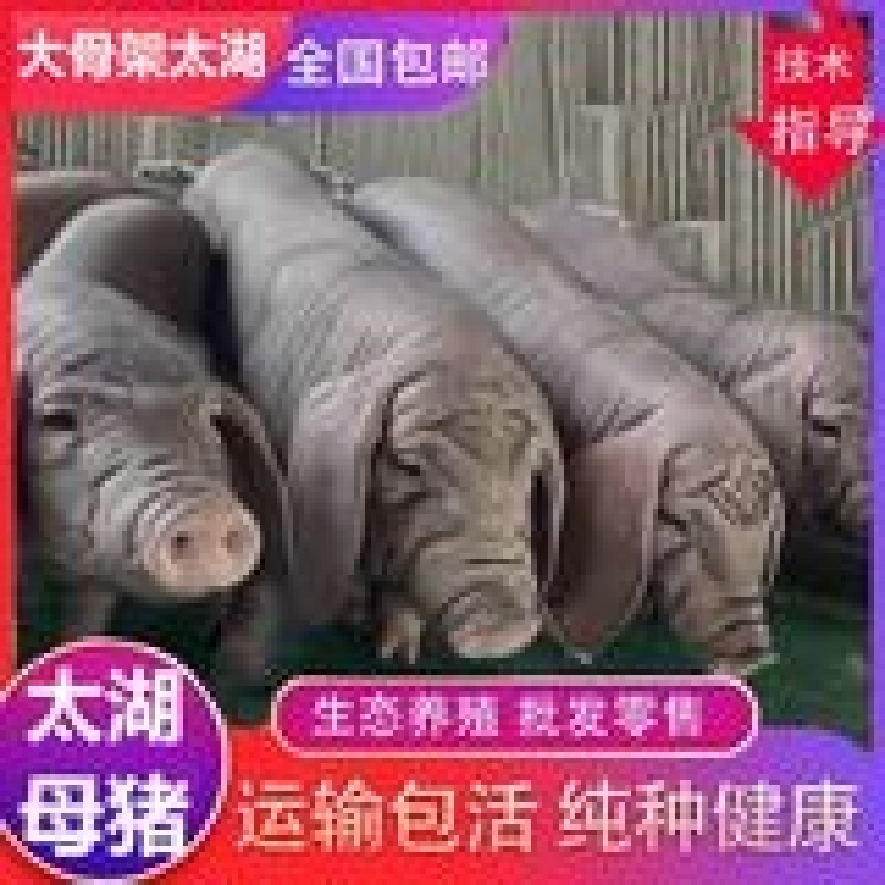 原种太湖母猪