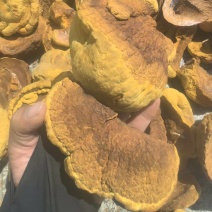 黄金桑黄，金边桑黄，非野桑黄，多规格，符合饮片标准