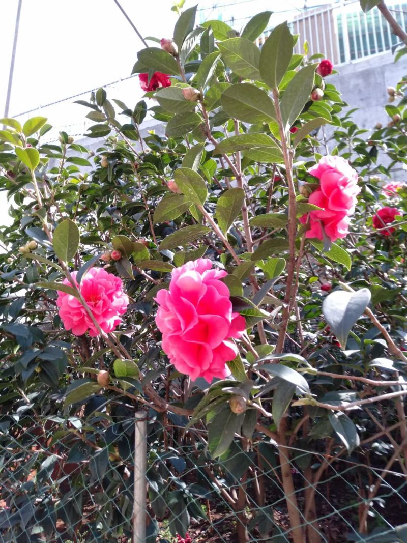 自家种植山茶花，根粗叶茂