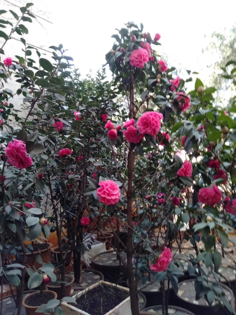 自家种植山茶花，根粗叶茂