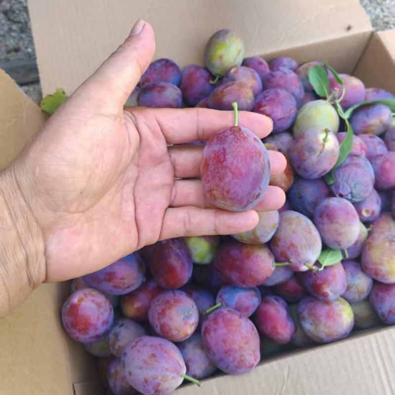 基地培育塔尔玛西梅苗嫁接成品苗