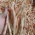 折耳根芽