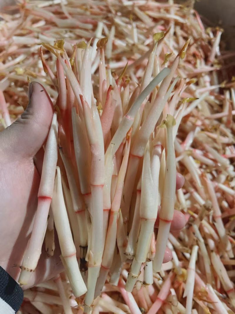 折耳根芽