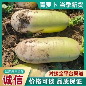 精品青萝卜货源充足量大从优质量保真产地直发对接全
