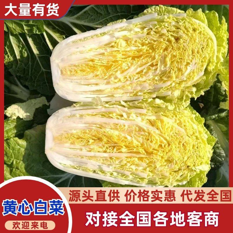 黄心大白菜，产地直发，品质保证，货源充足稳定，欢迎来电