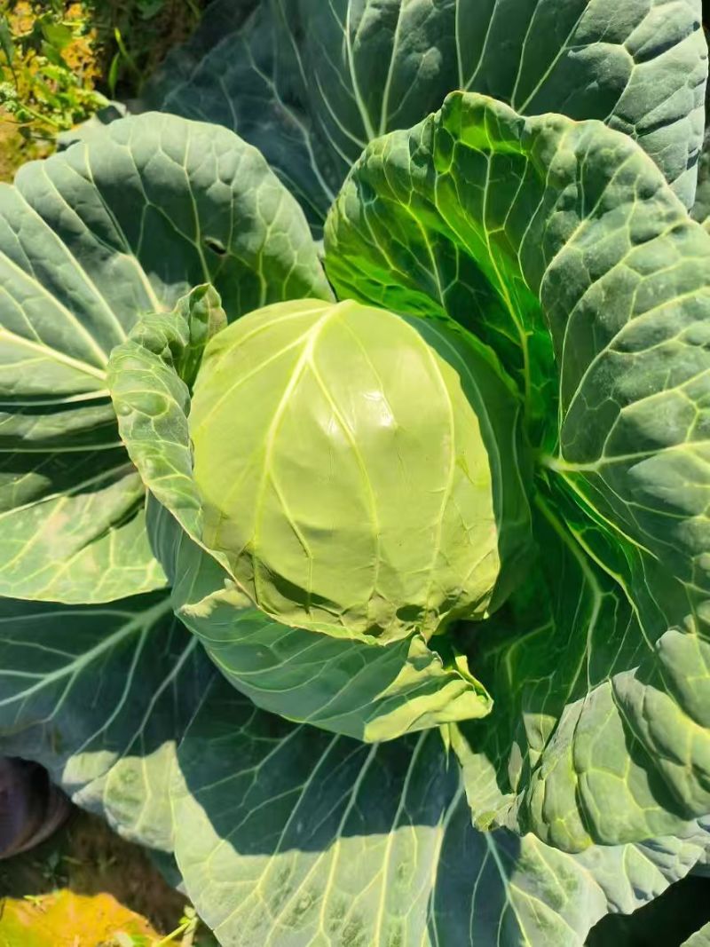 优质甘蓝菜货源充足量大从优质量保证诚信经营欢迎咨询