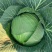 优质甘蓝菜货源充足量大从优质量保证诚信经营欢迎咨询