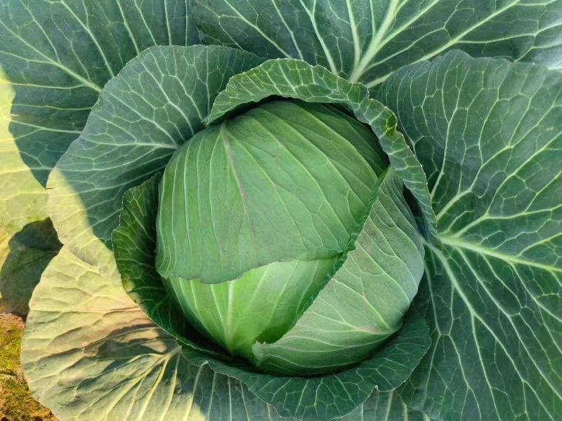 优质甘蓝菜货源充足量大从优质量保证诚信经营欢迎咨询
