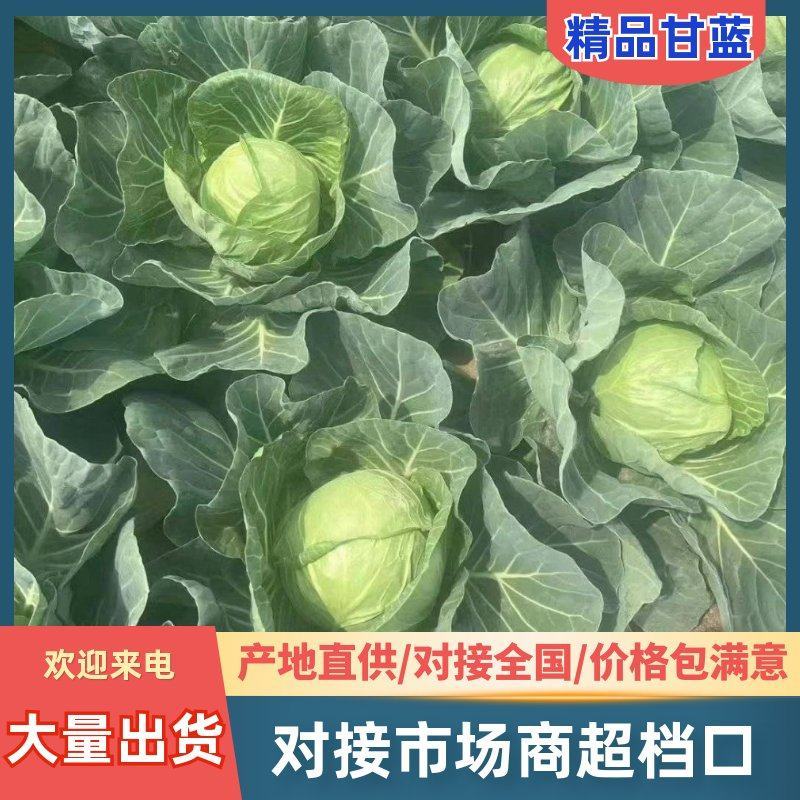 优质甘蓝菜货源充足量大从优质量保证诚信经营欢迎咨询