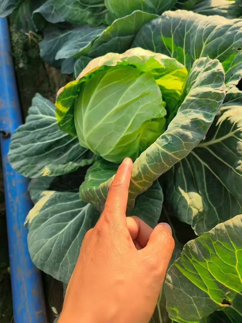 精品优质甘蓝产地直发质量保证量大从优质量保证欢迎咨询