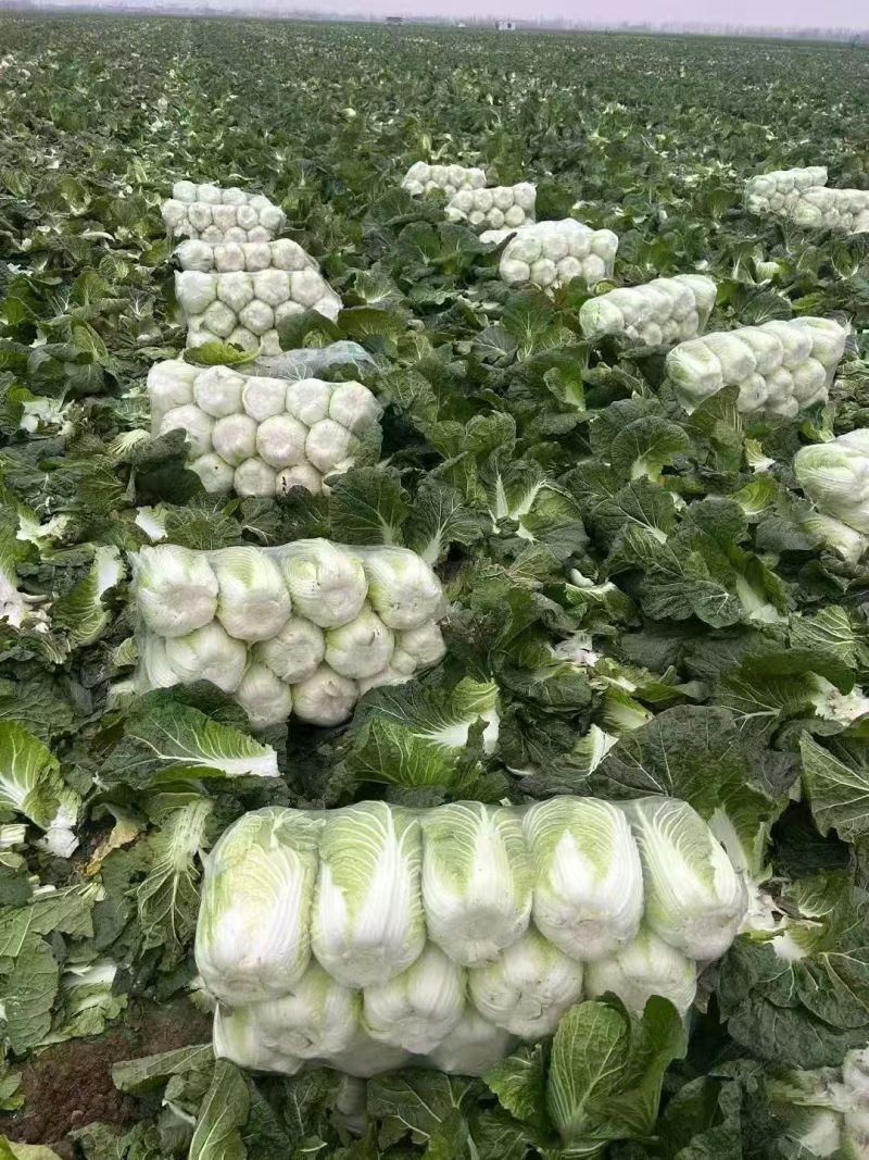 精品黄心大白菜产地发货质量保证诚信经营欢迎咨询