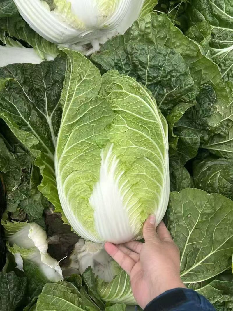 精品黄心大白菜产地发货质量保证诚信经营欢迎咨询