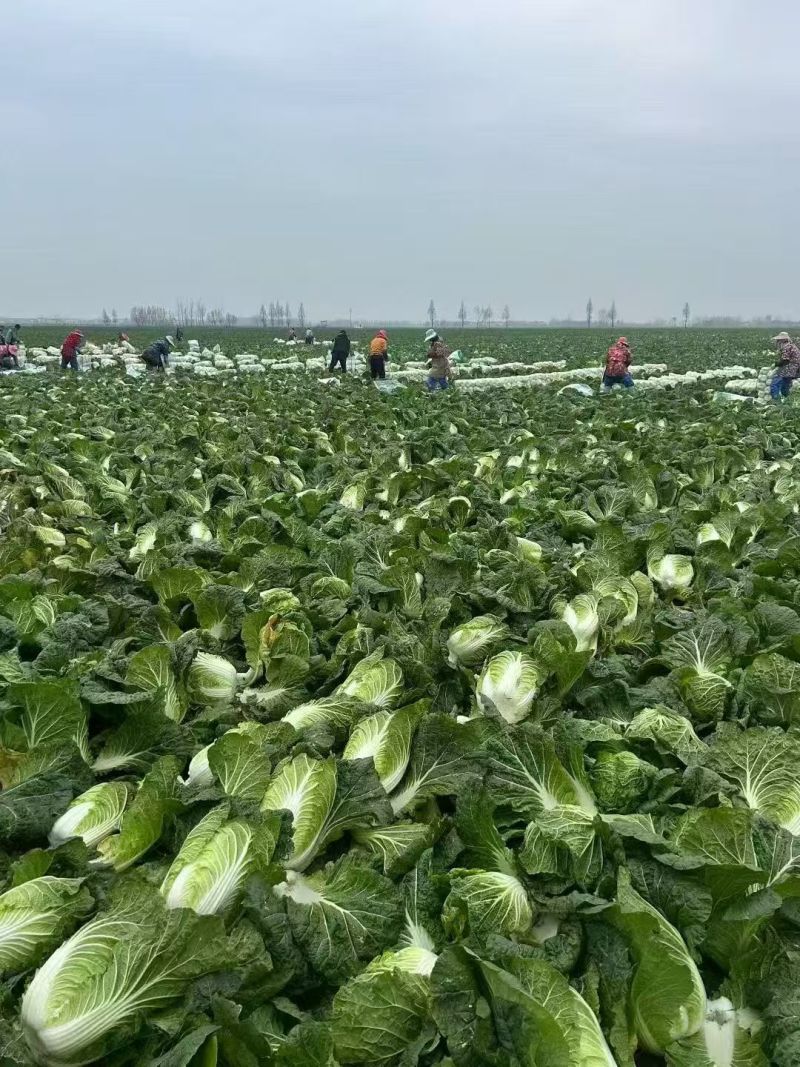 精品黄心大白菜产地供应货源充足对接全国欢迎咨询