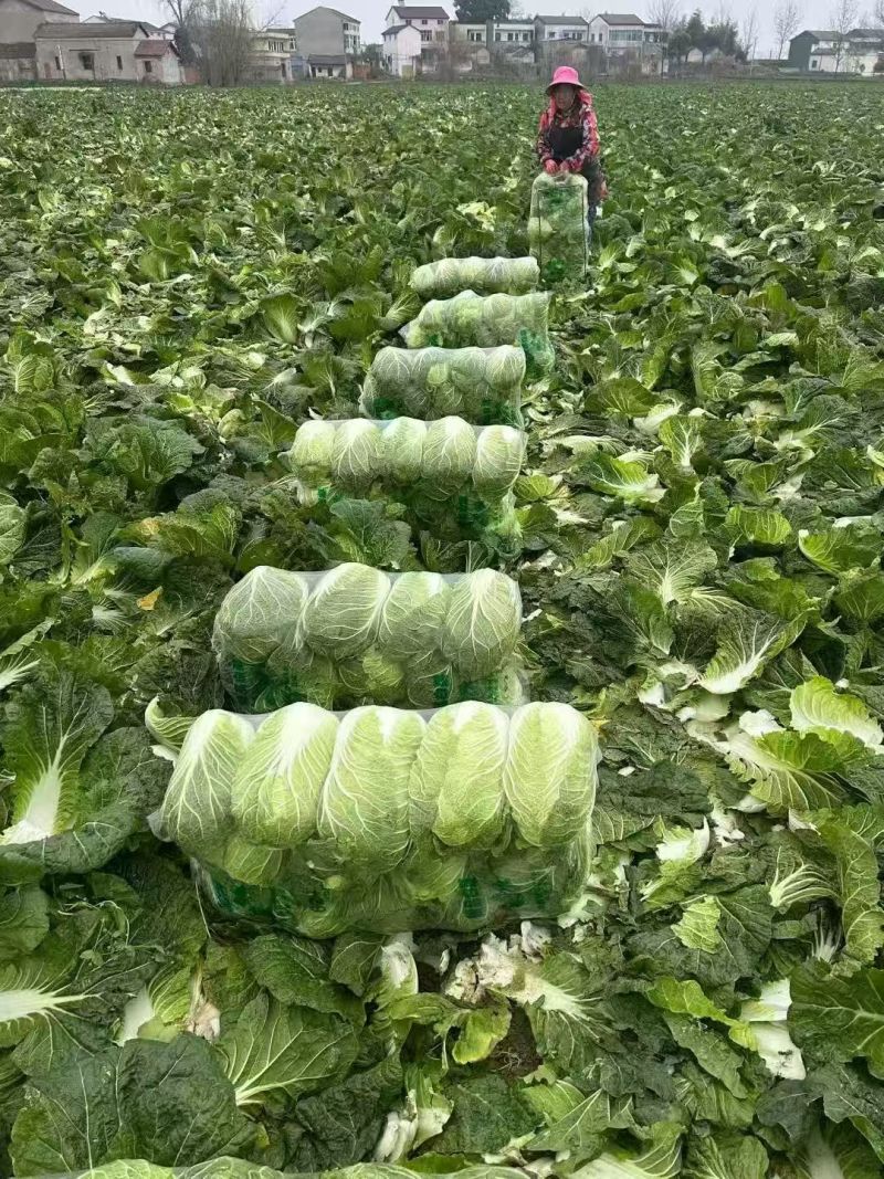 精品黄心大白菜产地供应货源充足对接全国欢迎咨询