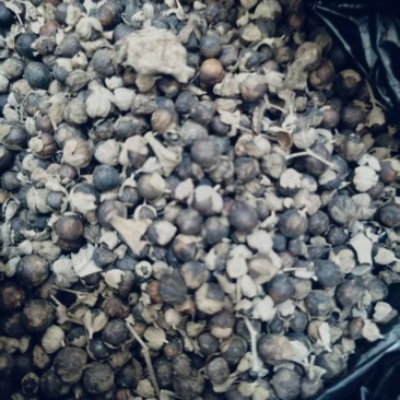 蔓荊子蔓荆子蔓荆子好货云南边境地区货品蔓荆子