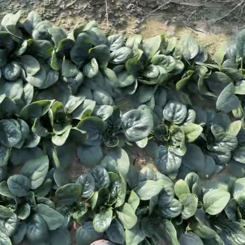 平原地带中原福地趴地菠菜，味美价廉，营养丰富，欢迎选购。