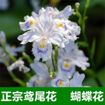 鸢尾花苗扁竹根蝴蝶花新鲜现挖现发新鲜