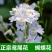 鸢尾花苗扁竹根蝴蝶花新鲜现挖现发新鲜