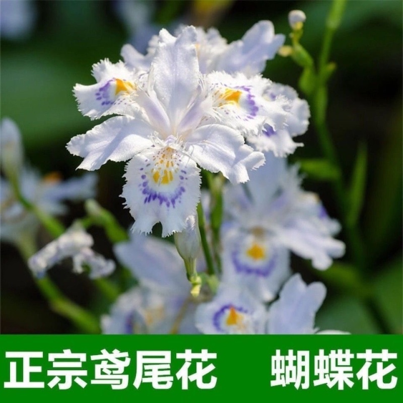 鸢尾花苗扁竹根蝴蝶花新鲜现挖现发新鲜
