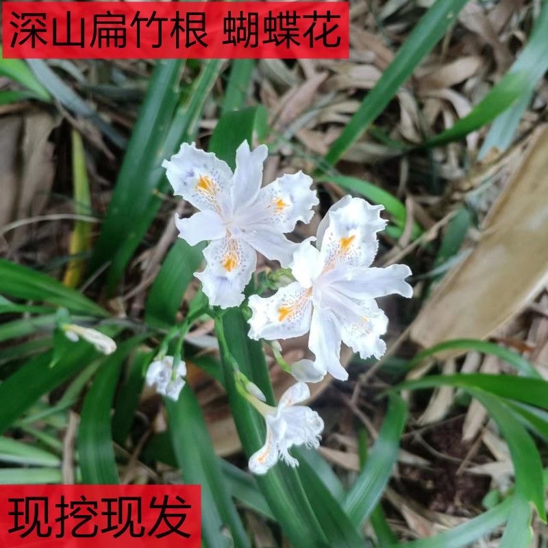 鸢尾花苗扁竹根蝴蝶花新鲜现挖现发新鲜