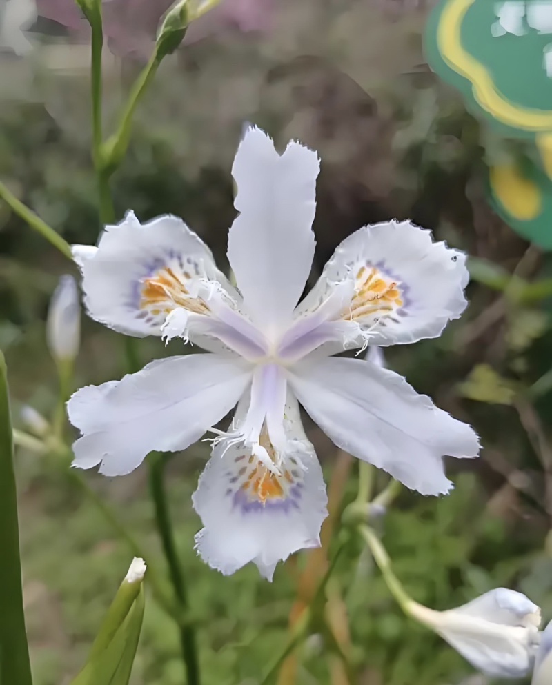 鸢尾花苗扁竹根蝴蝶花新鲜现挖现发新鲜