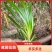 鸢尾花苗扁竹根蝴蝶花新鲜现挖现发新鲜